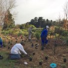 Extending the top planting 1. Cambridge Tree Trust
